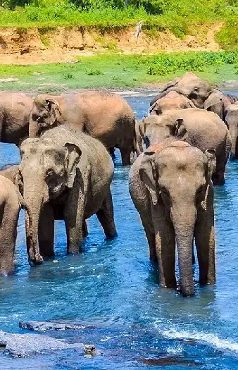 srilanka elephant