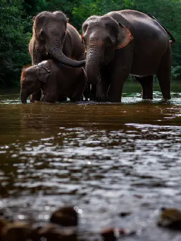 srilanka-safari